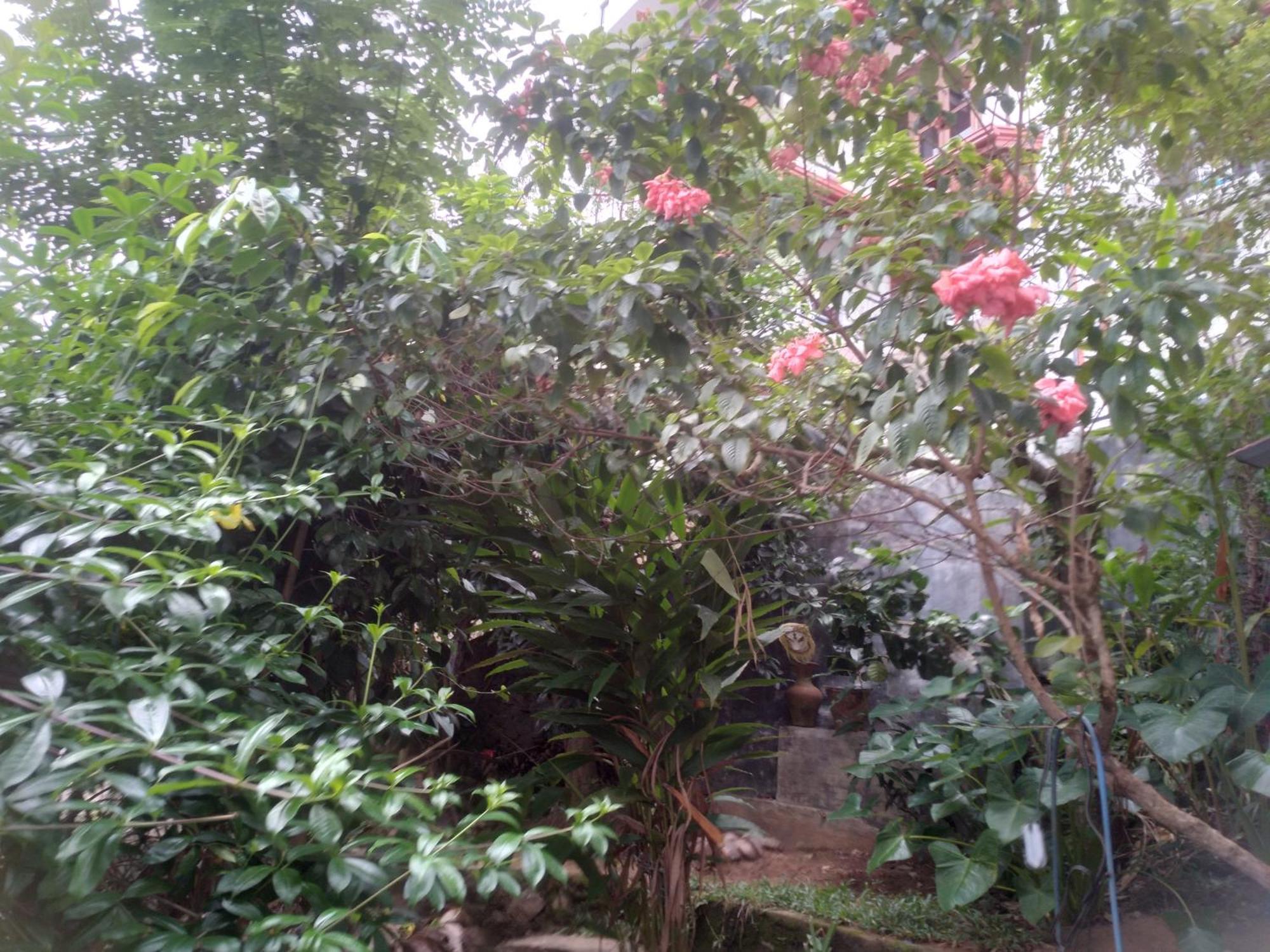 Riverview Guest Kandy Oda fotoğraf